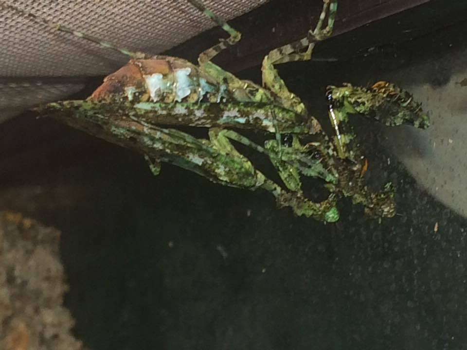 Majangella moultoni - Moss Mantis - USMANTIS