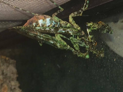 Majangella moultoni - Moss Mantis - USMANTIS