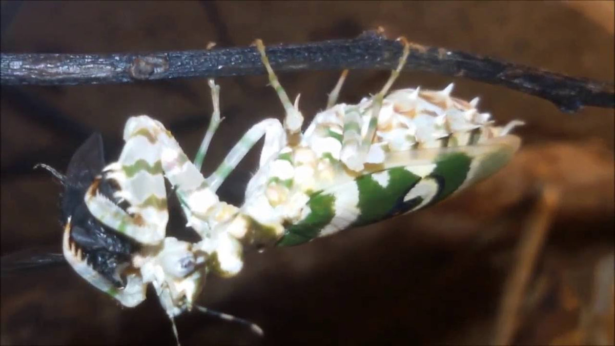 Pseudocreobotra ocellata spiny flower praying mantis