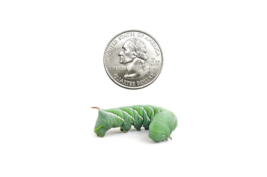 Medium Hornworms (Cupped) - USMANTIS