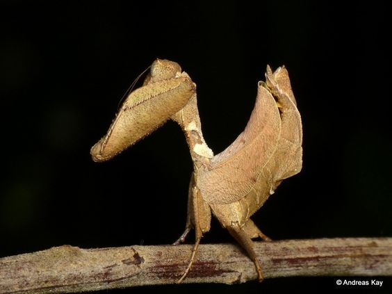 Metilia sp. Dead Leaf mantis - USMANTIS