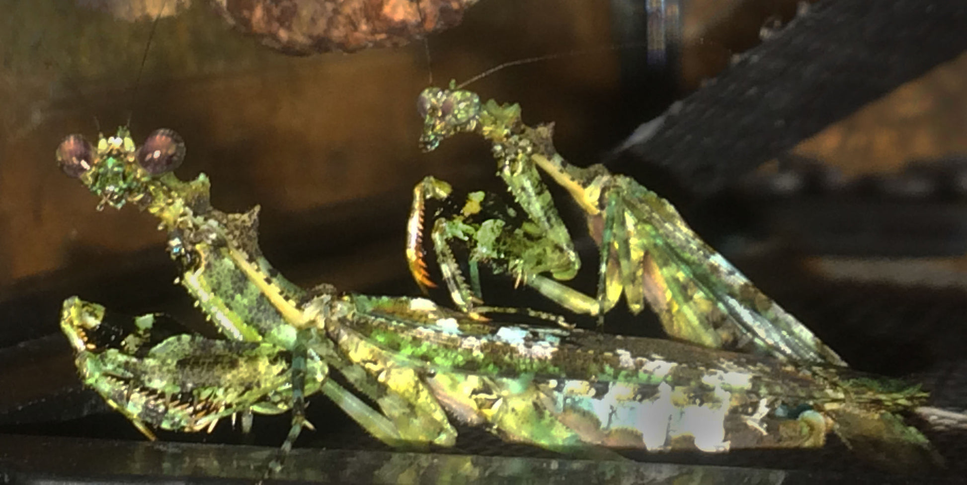 Majangella moultoni - Moss Mantis - USMANTIS