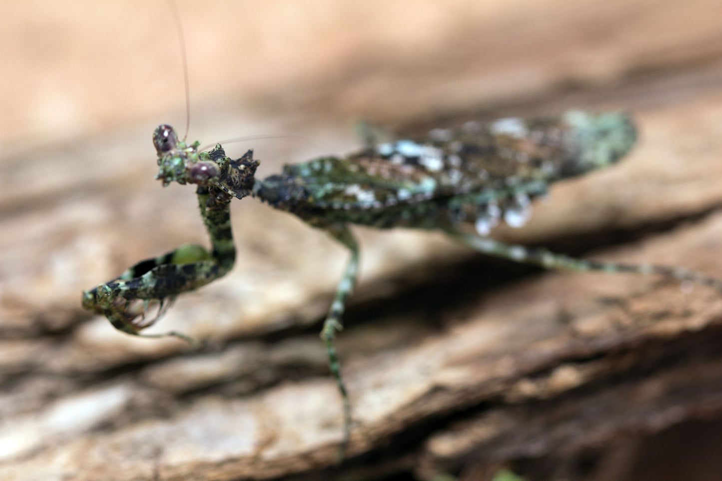 Majangella moultoni - Moss Mantis - USMANTIS