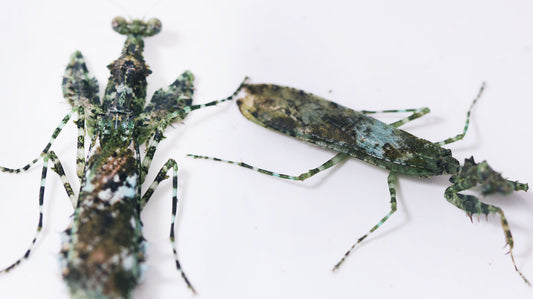 Majangella moultoni - Moss Mantis - USMANTIS
