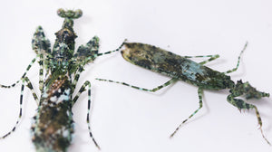 Majangella moultoni - Moss Mantis, Live Insects - USMantis.com