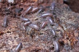 Isopods Trichoniscidae sp. “Dwarf Purple” bio-active cleanup crew - USMANTIS