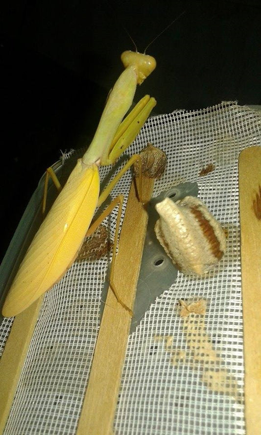 Hierodula sp golden praying mantis H. venosa - USMANTIS