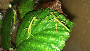 Green Bean Stick Insect Diapherodes gigantea 6-pack