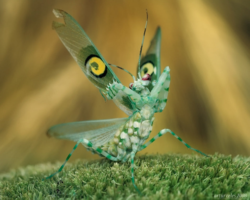 Pseudocreobotra ocellata spiny flower praying mantis - USMANTIS