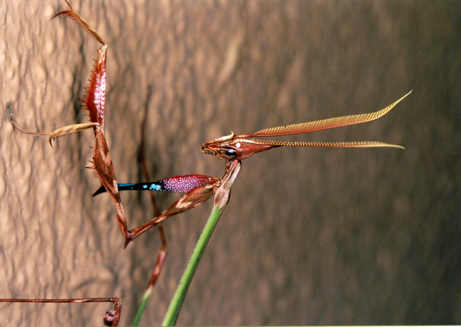Idolomorpha lateralis "Alien head mantis" for sale - USMANTIS