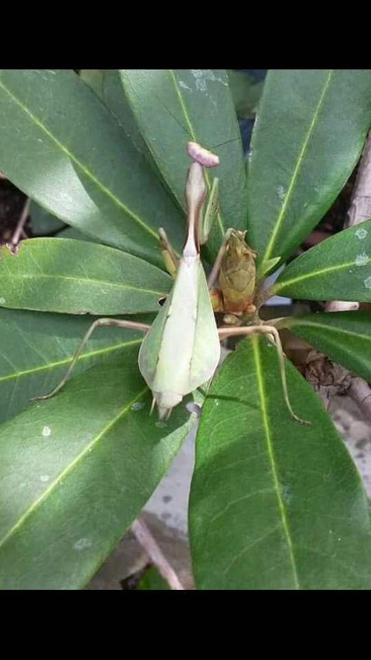 P. perpulchra “Beautiul” Peruvian Leaf mantis - USMANTIS