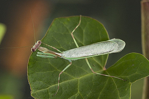 P. perpulchra “Beautiul” Peruvian Leaf mantis - USMANTIS