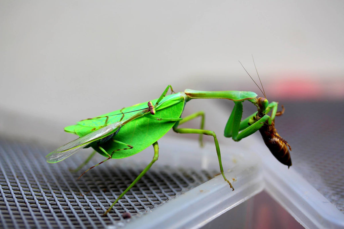 P. perpulchra “Beautiul” Peruvian Leaf mantis - USMANTIS
