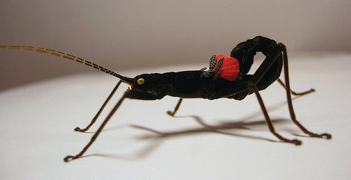 Peruphasma Shultei -Black Beauty - USMANTIS