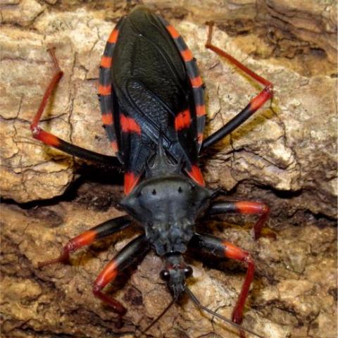 Psytalla Horrida "Horrid King" Assassin Bugs Colony - USMANTIS