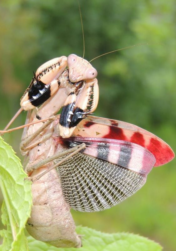 Prohierodula picta - USMANTIS