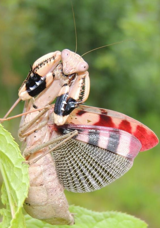 Prohierodula picta, Live Insects - USMantis.com