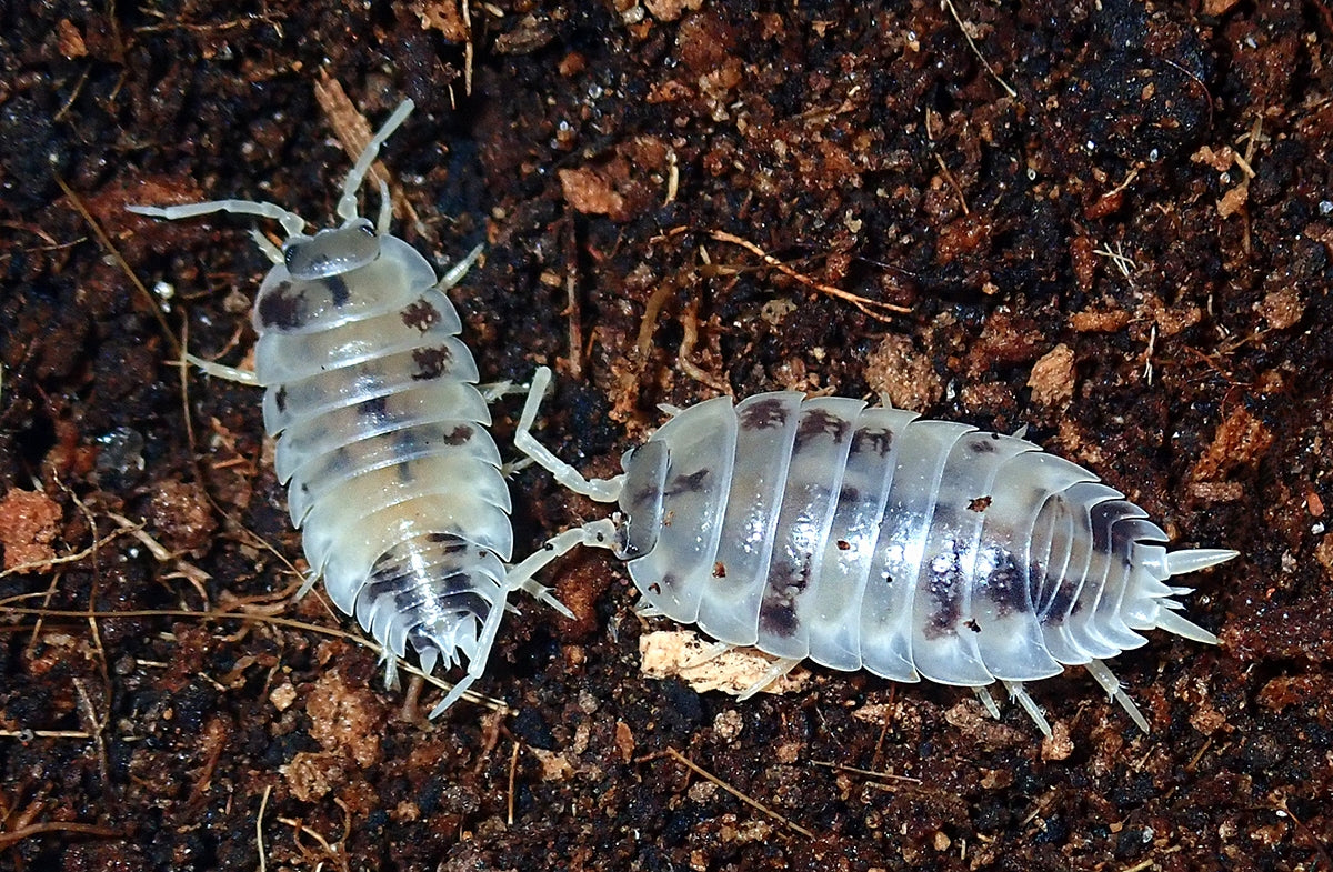 Porcellio laevis 'Dairy Cow' Isopods (10 Count) - USMANTIS