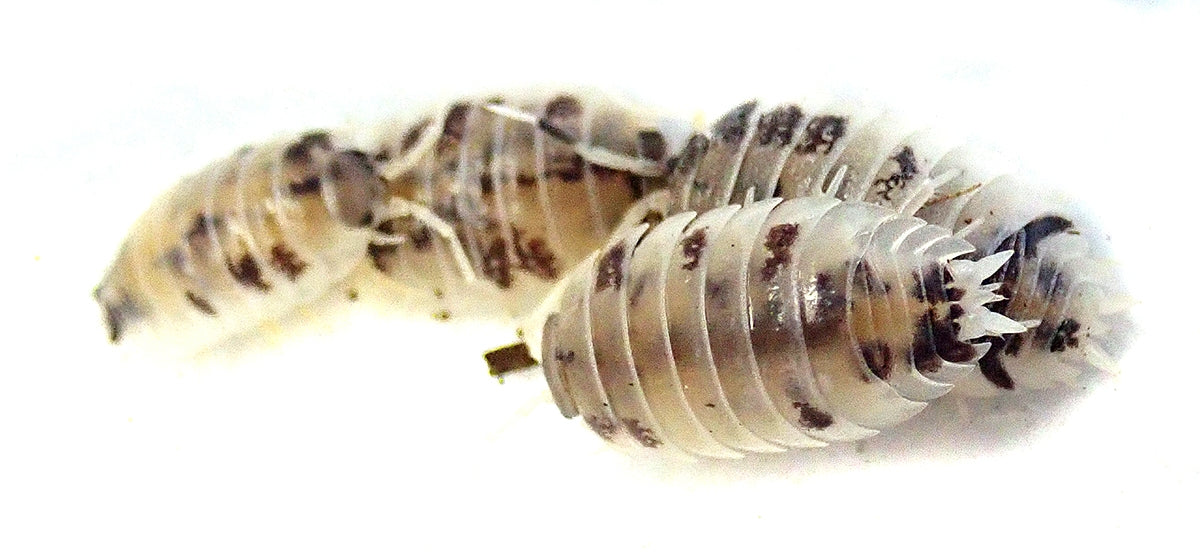 Porcellio laevis 'Dairy Cow' Isopods (10 Count) - USMANTIS