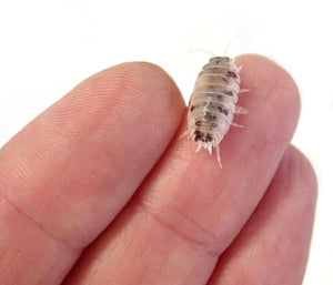 Porcellio laevis 'Dairy Cow' Isopods (10 Count)