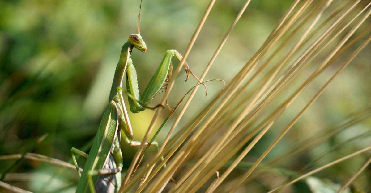 Pianta Aerea Tillandsia Multiflora Green – Mellow Concrete