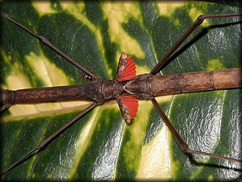 Phaenopharos khaoyaiensis, Live Insects - USMantis.com