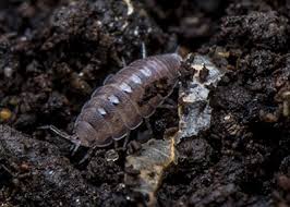 Isopods Trichoniscidae sp. “Dwarf Purple” bio-active cleanup crew - USMANTIS