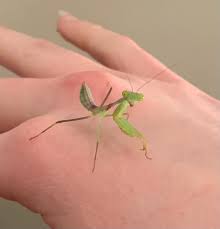 Rhombodera stalli Giant Shield Mantis - USMANTIS