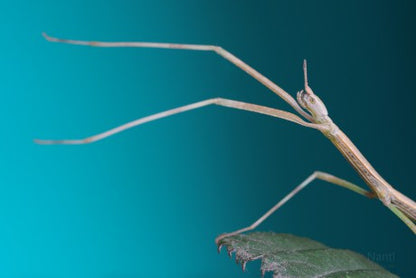 Scheptrophasma hibidulum, Live Insects - USMantis.com