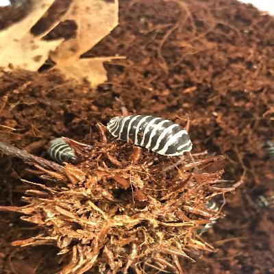 Zebra Isopods (Armadillidium maculatum) - USMANTIS