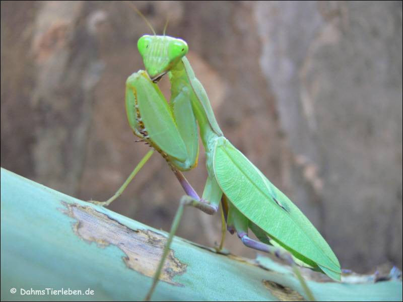 Sphodromantis lineola L3 Giant African Mantis, Live Insects - USMantis.com