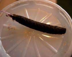 Pseudocreobotra wahlbergii Spiny Flower mantis - USMANTIS