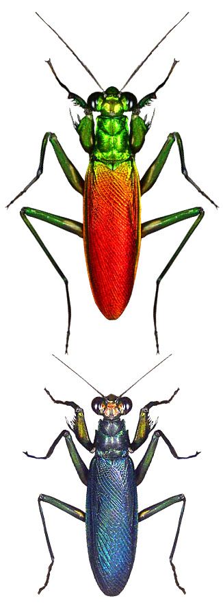 Metallyticus splendidus. Iridescent bark mantis - USMANTIS
