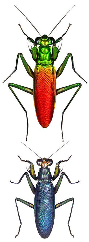 Metallyticus splendidus. Iridescent bark mantis, Live Insects - USMantis.com