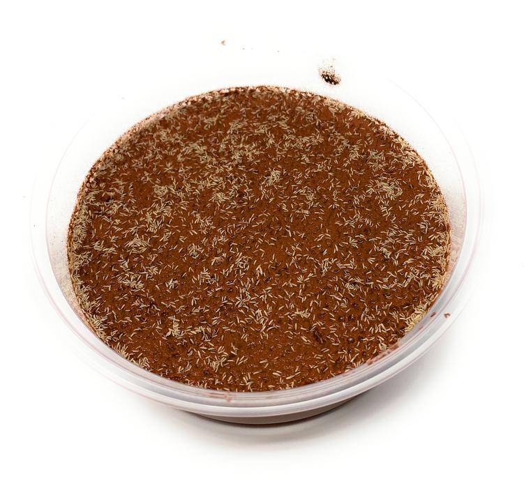 Springtails in Clay New Formula. Temperate Springtails clean-up crew, on Calcium Bearing Clay in 8 oz deli cups. - USMANTIS
