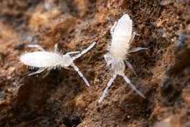 Dwarf Tropical White Isopods (25 ct) + Temperate Springtails (8oz) Bioactive Bundle. - USMANTIS