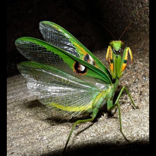 Stagmatoptera femoralis mantis - USMANTIS