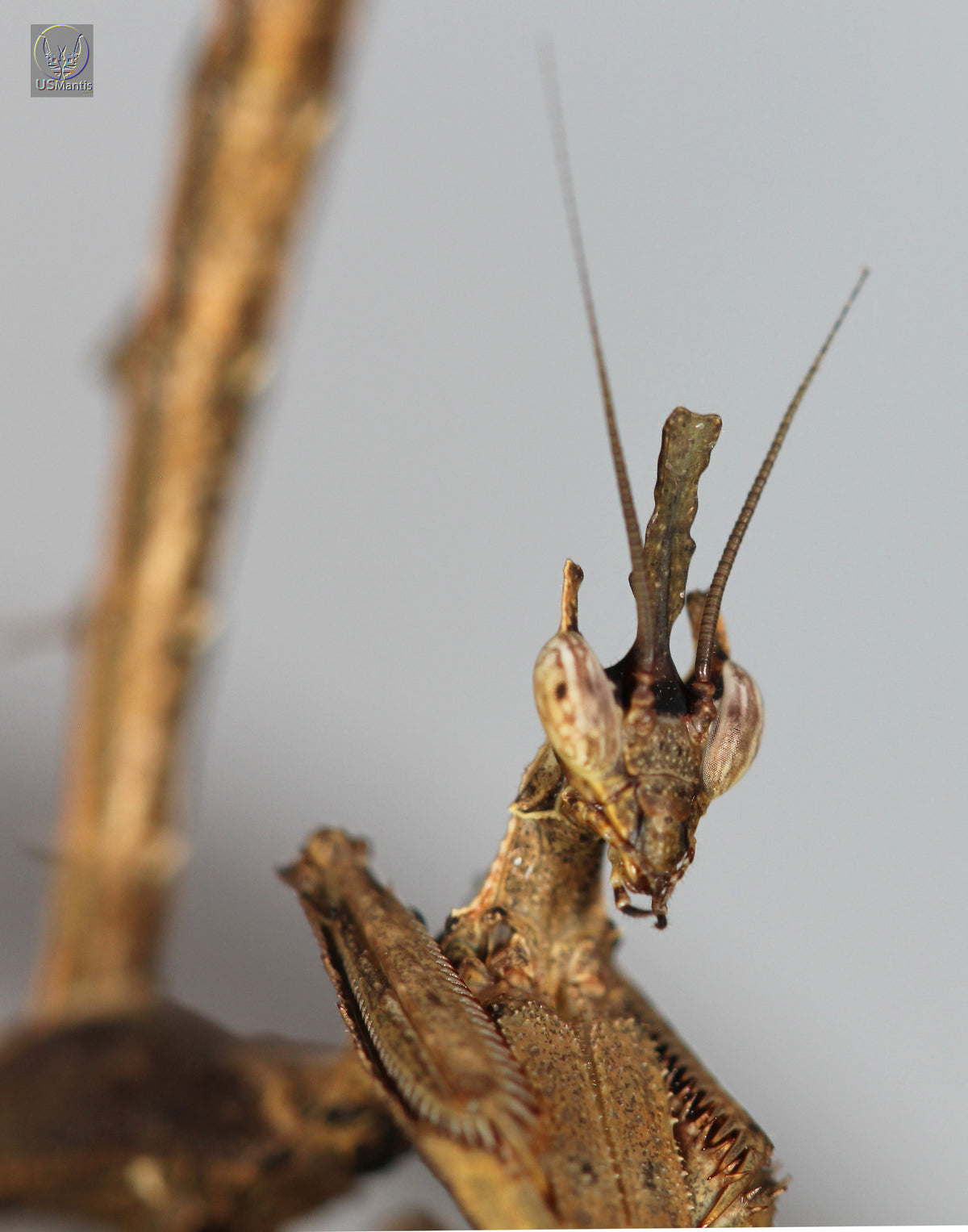 Stenophylla lobivertex &quot;Dragon Mantis&quot; - USMANTIS