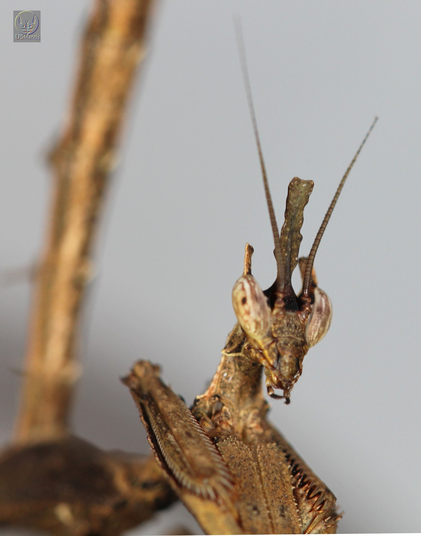 Stenophylla lobivertex "Dragon Mantis" - USMANTIS