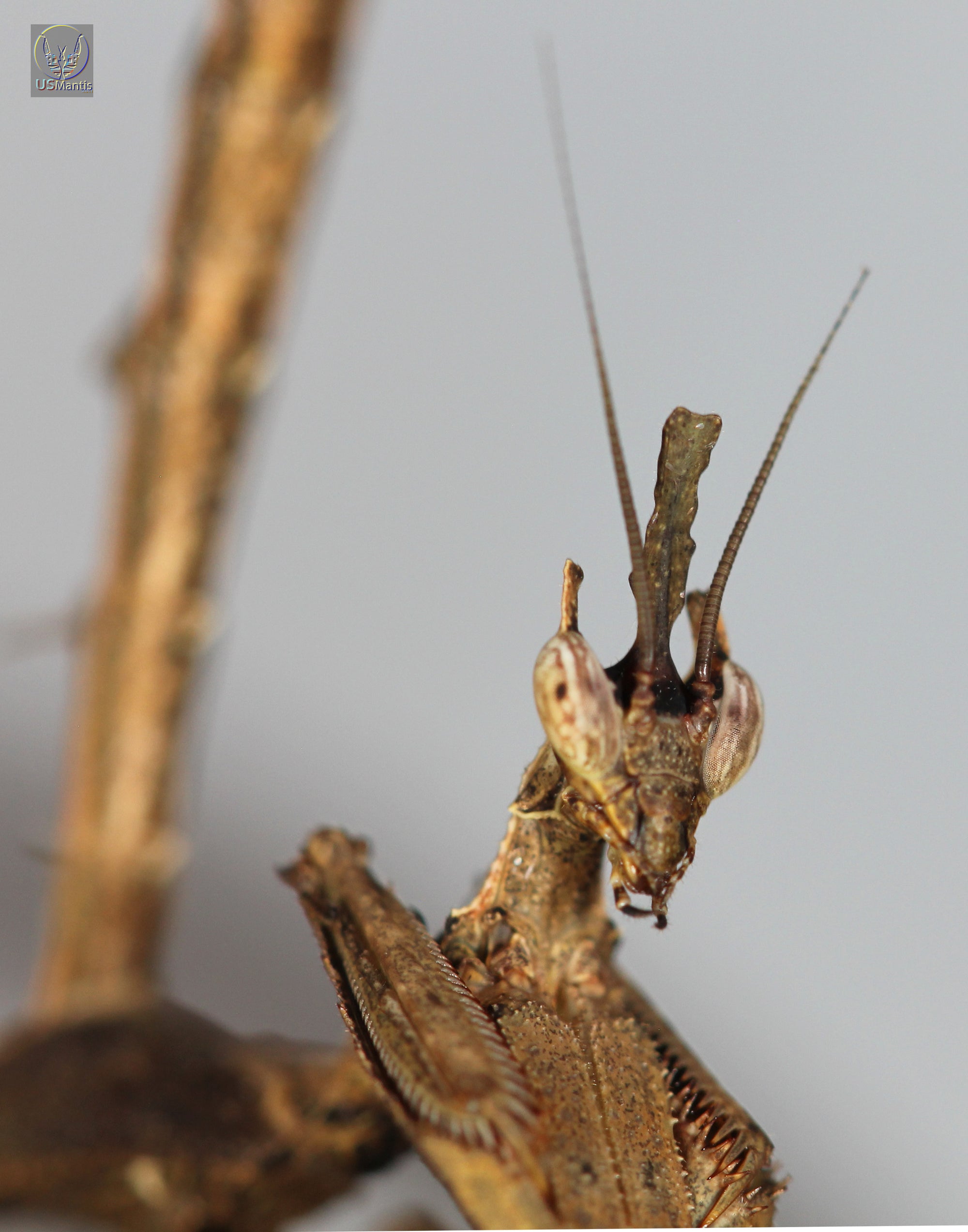 Stenophylla lobivertex "Dragon Mantis", Live Insects - USMantis.com