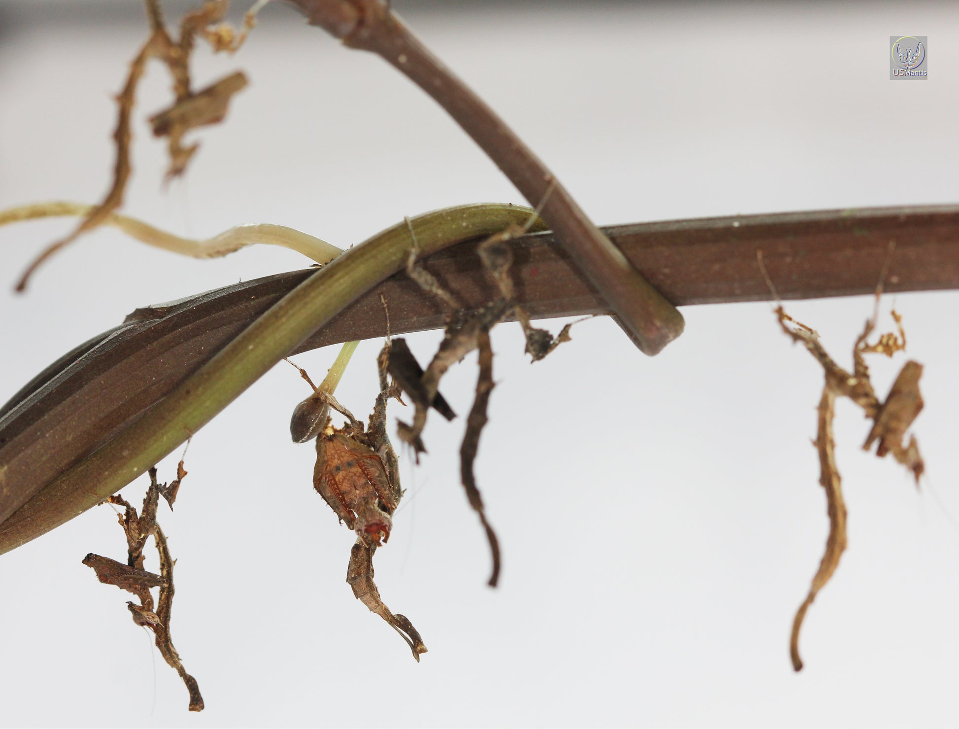 Stenophylla lobivertex "Dragon Mantis" - USMANTIS