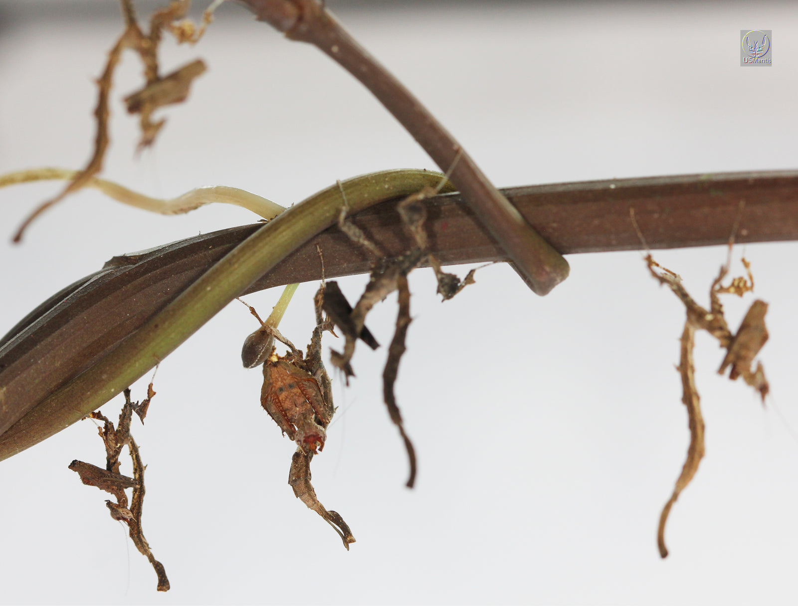 Stenophylla lobivertex "Dragon Mantis" - USMANTIS