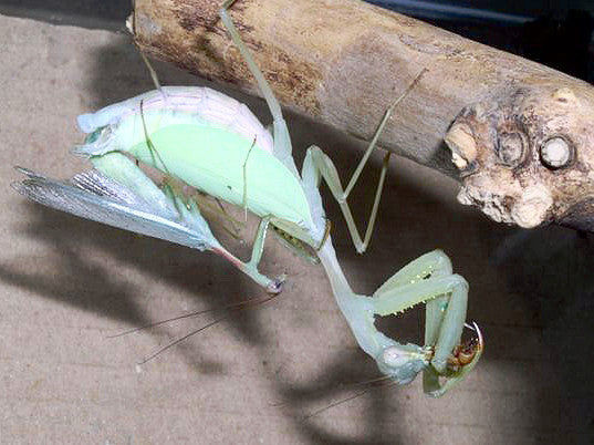 Taumantis sigiana - Small wild arm mantis - USMANTIS