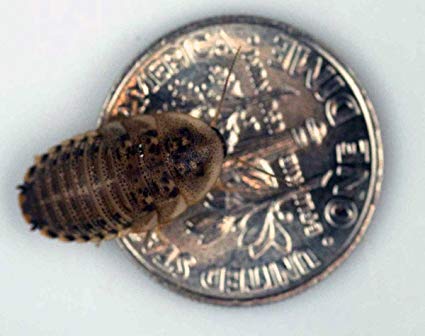 Dubia Roaches - USMANTIS