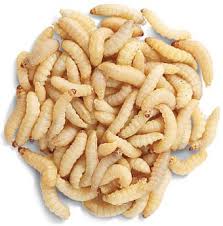 Wax Worms - USMANTIS