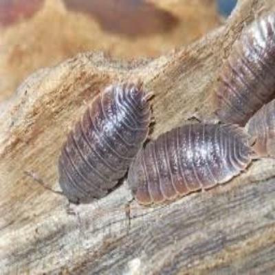Giant Canyon Isopods (Porcellio dilatatus) - USMANTIS