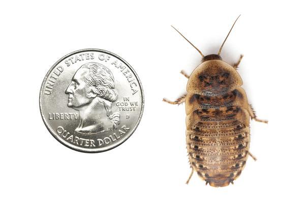 Dubia Roaches - USMANTIS