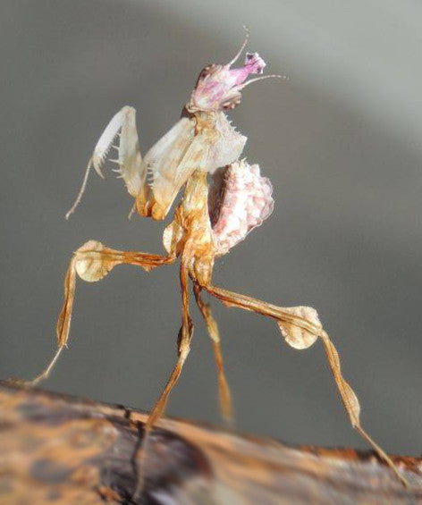 Idolomantis diabolica Devils Flower Praying Mantis - USMANTIS