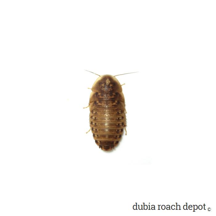 Dubia Roaches - USMANTIS